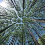 préserver la forêt
