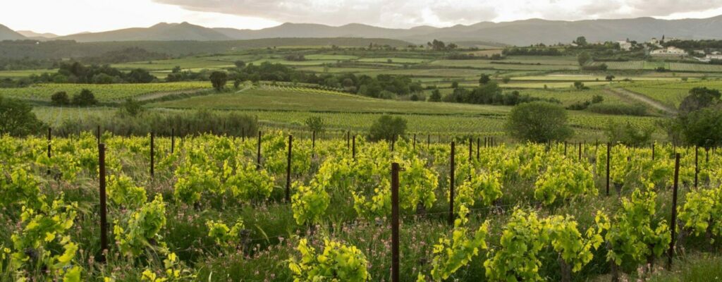 Conseils & Oenotourisme À votre écoute, au cœur de vos projets dédiés à l’univers du vin.